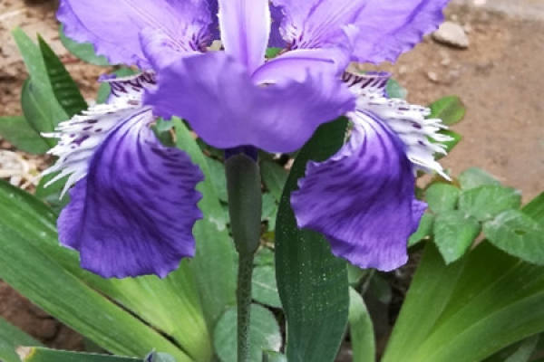 Iris germanica