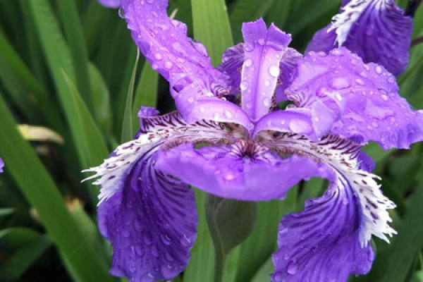 Iris