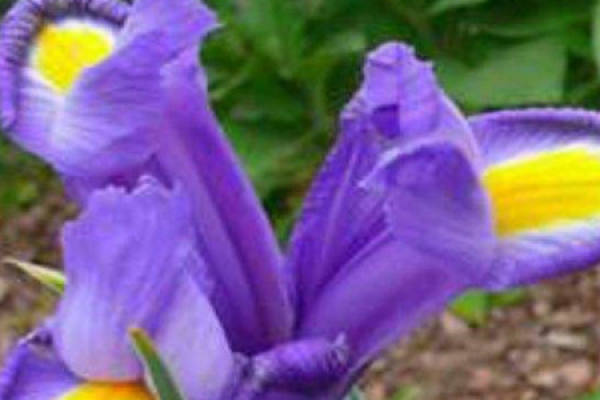 Iris germanica