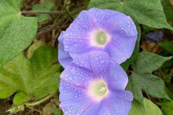 trumpet creeper