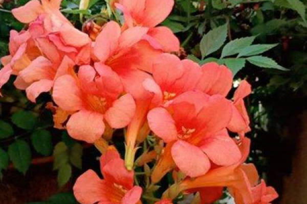 trumpet creeper