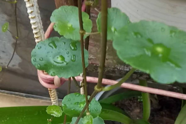 dry lotus