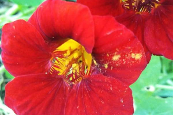 Golden Lotus