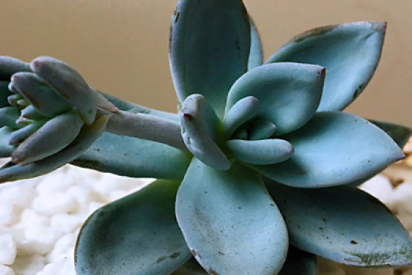 Frost Dynasty