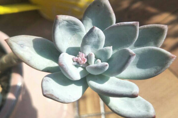 frost Dynasty