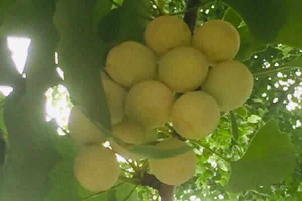 ginkgo