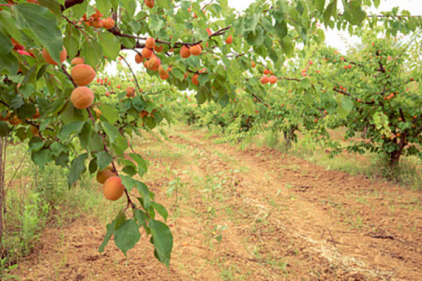 Apricot