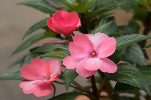 Changchun flower