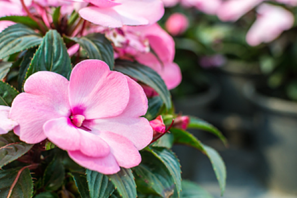 Catharanthus