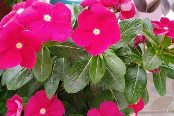 Changchun flower