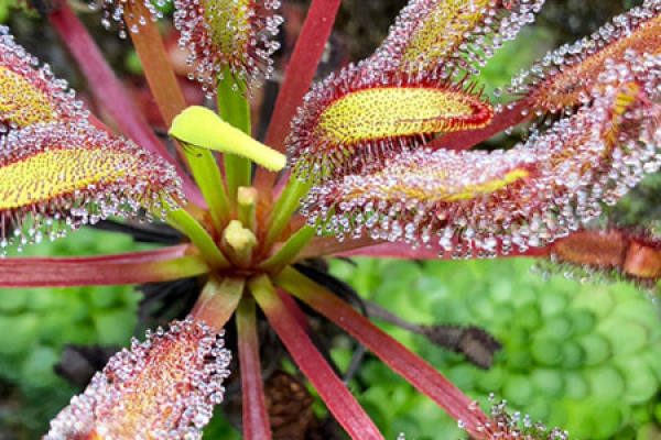 Sundew