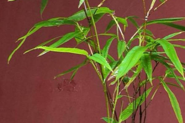 Purple Bamboo