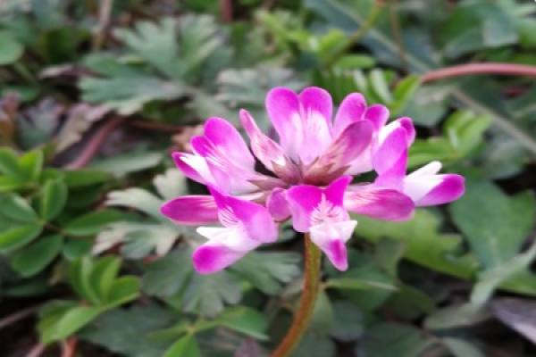 Chinese milk vetch