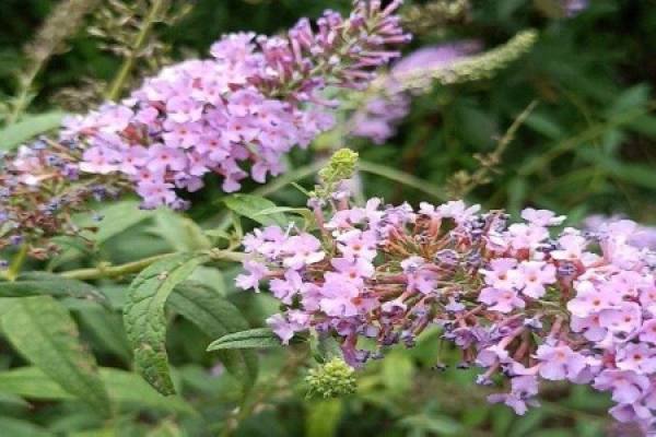 Buddleja lindleyana