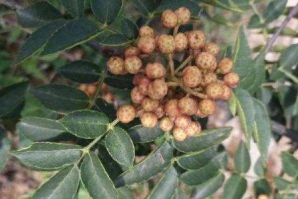 Zanthoxylum planifolium