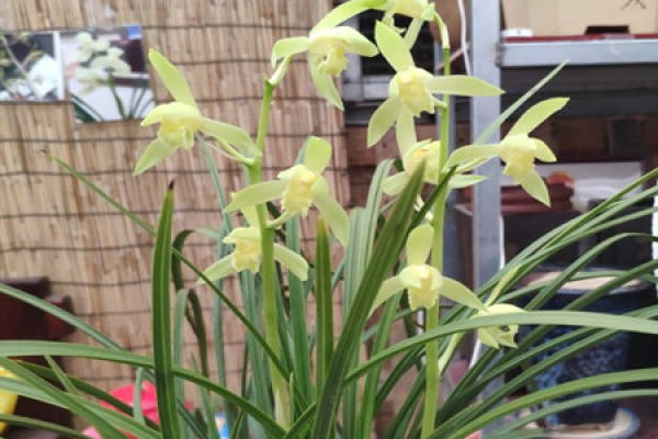 Cymbidium