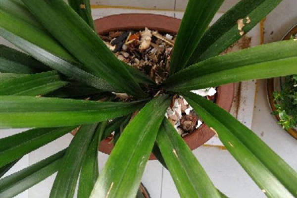 Cymbidium