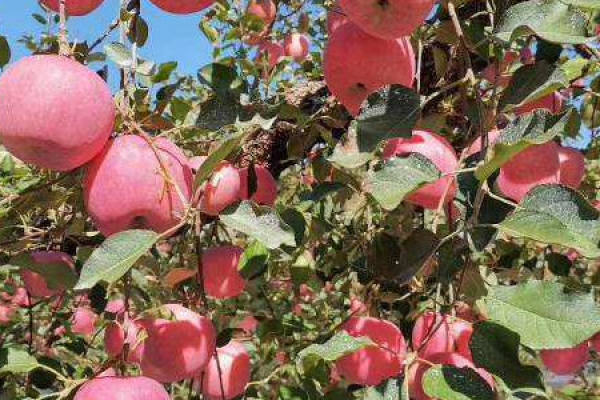 Apple tree