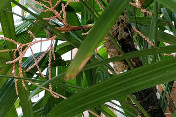 Palm Bamboo