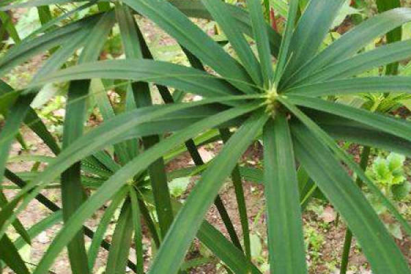Palm Bamboo