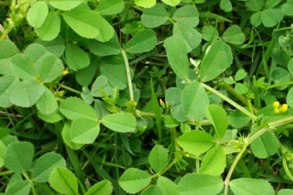 Alfalfa