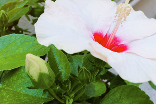 Hibiscus roseus