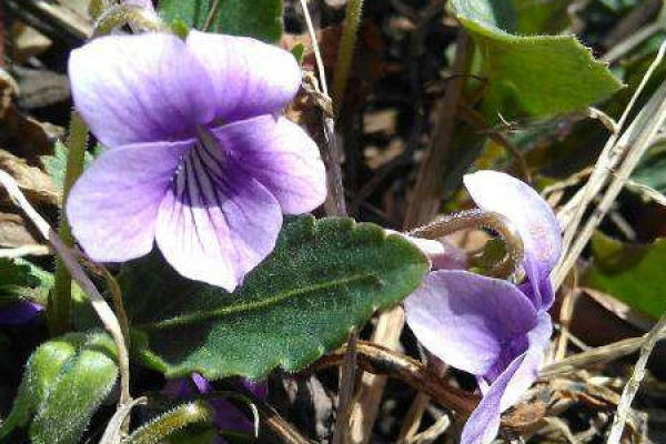 Herba Violae