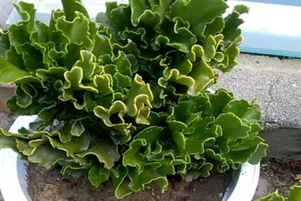 Romaine lettuce