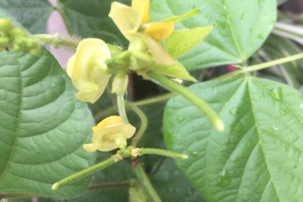 Mung bean