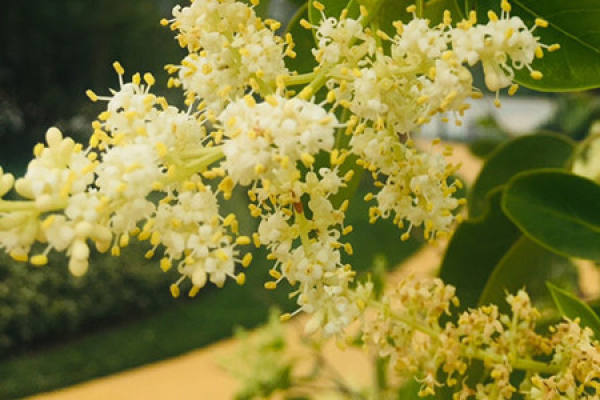 Ligustrum lucidum
