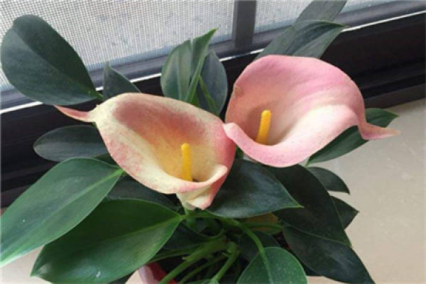 Common Calla Lily