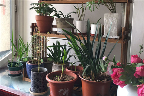 Indoor gardening
