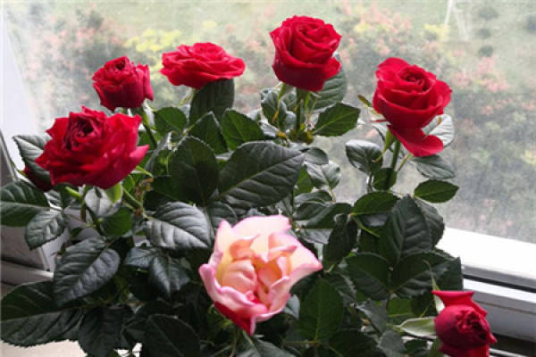 Roses