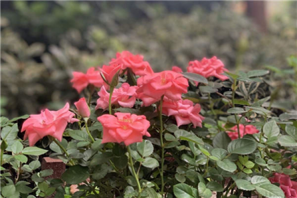 Roses