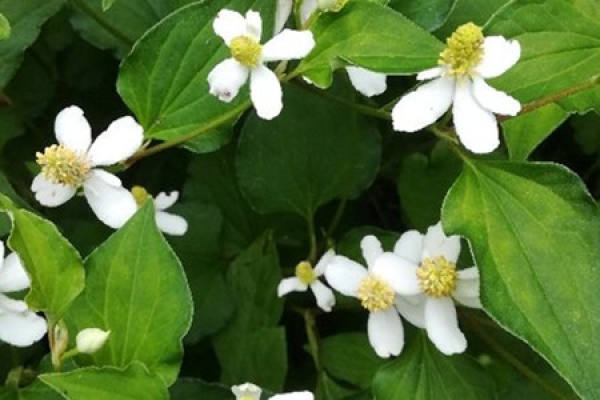 Herba Houttuyniae