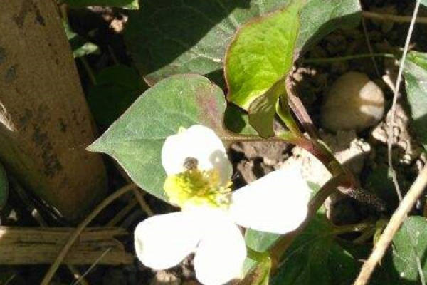 Herba Houttuyniae