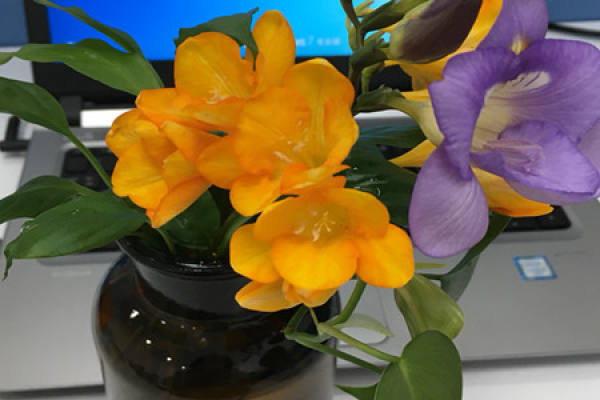 Plant