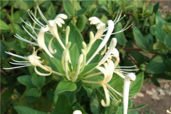 Lonicera japonica
