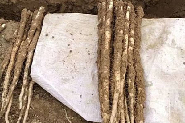 Chinese yam