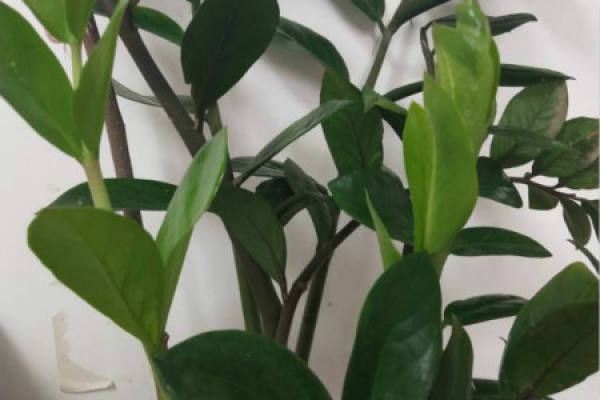 Money Tree
