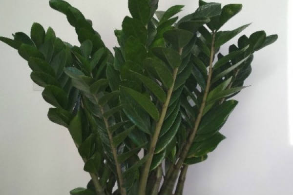 Money Tree