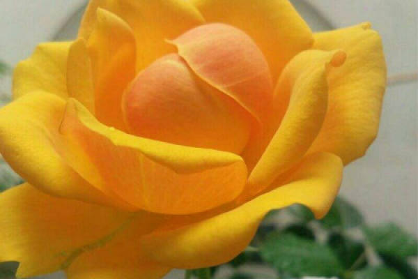 Yellow Rose