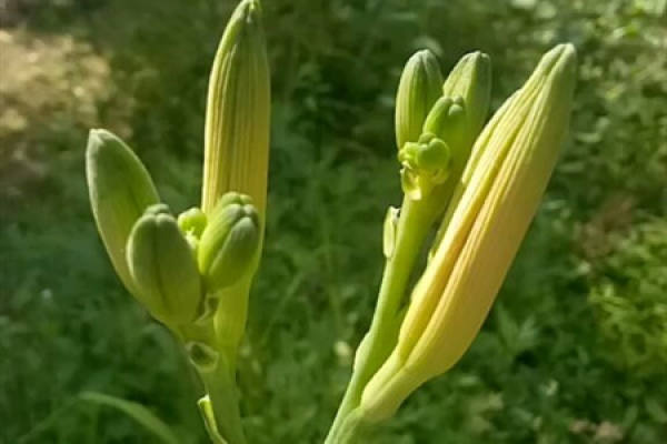 Day Lily Cannot Eat Together With What Can Pregnant Woman Eat The day-lily-cannot-eat-together-with-what-can-pregnant-woman-eat-the