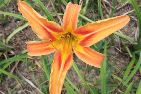 Day Lily Cannot Eat Together With What Can Pregnant Woman Eat The day-lily-cannot-eat-together-with-what-can-pregnant-woman-eat-the