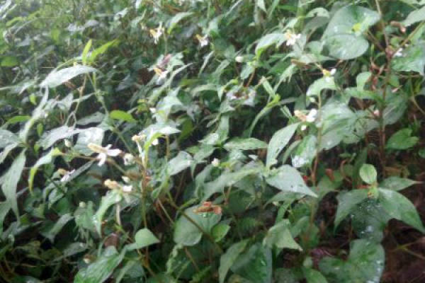 Herba Houttuyniae