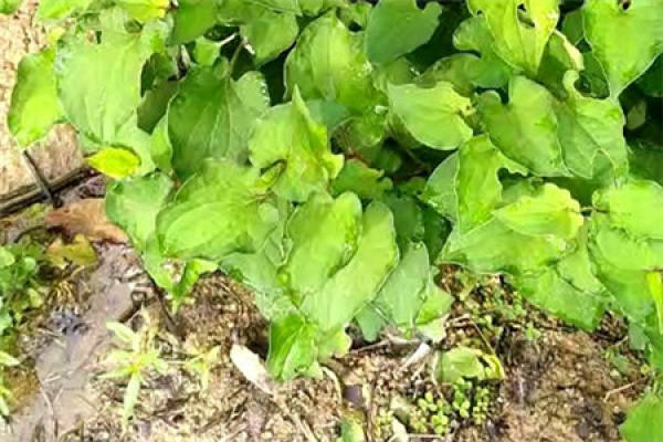 Herba Houttuyniae