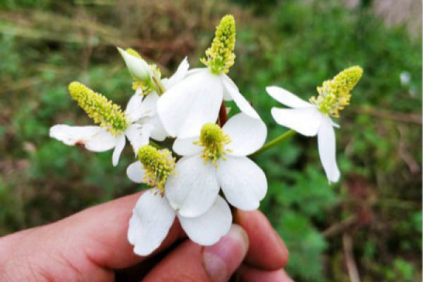 Herba Houttuyniae