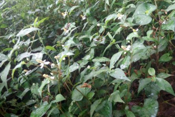 Herba Houttuyniae