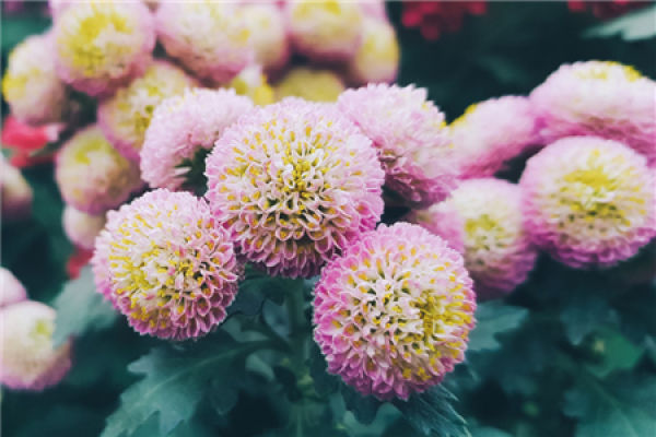 Chrysanthemum