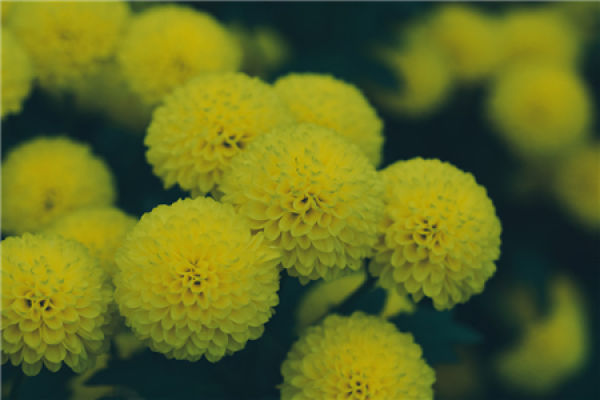 Chrysanthemum